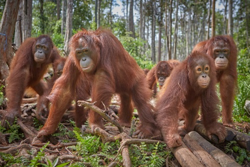 Ciri-ciri Orang Utan Kalimantan - WonderVerse Indonesia