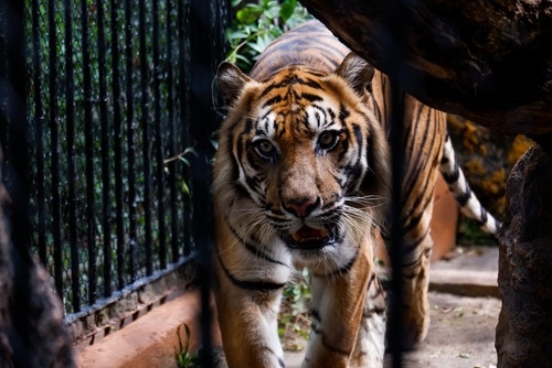 Habitat dan Makanan Harimau Sumatera - WonderVerse Indonesia