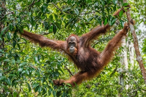 Habitat dan Makanan Orang Utan Kalimantan - WonderVerse Indonesia