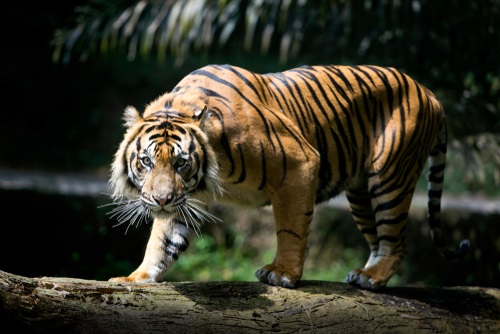 Perbedaan Harimau Sumatera dan Harimau Jawa - WonderVerse Indonesia