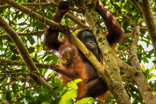 Perbedaan Orang Utan Kalimantan - WonderVerse Indonesia