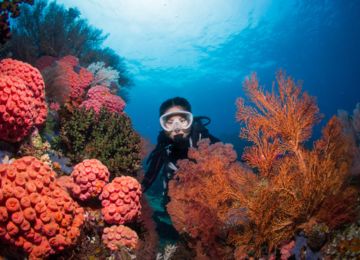 Keunikan Wisata Bawah Laut Raja Ampat - WonderVerse Indonesia