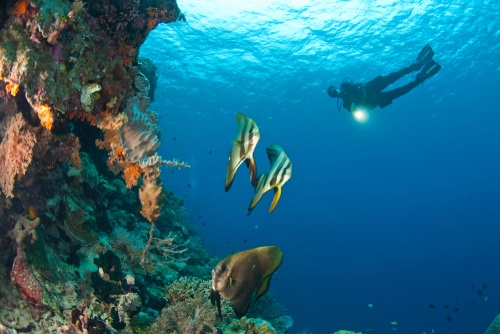 Aktivitas di Taman Nasional Wakatobi - WonderVerse Indonesia