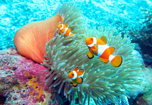 Keunikan Taman Nasional Wakatobi - WonderVerse Indonesia