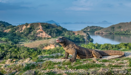 Fakta Unik tentang Komodo - WonderVerse Indonesia