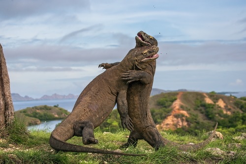 Mengenal Komodo dan Habitatnya - WonderVerse Indonesia
