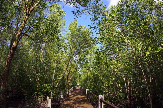 Contoh Hutan Wisata di Indonesia - WonderVerse Indonesia