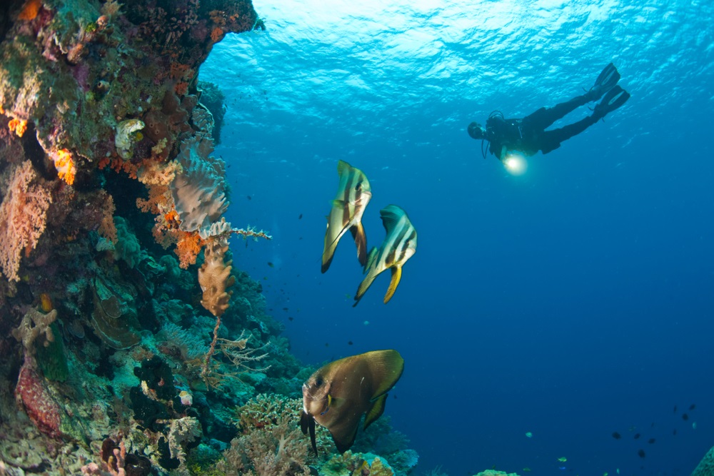 Kegiatan di Wakatobi - WonderVerse Indonesia