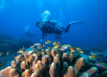 Destinasi Bawah Laut Raja Ampat - WonderVerse Indonesia