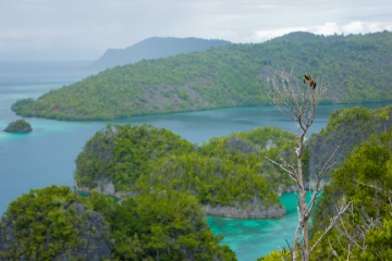 11 Pantai Raja Ampat yang Mempesona di Bawah dan Atas Lautnya