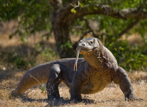 Komodo, Kadal Raksasa yang Hanya Ada di Indonesia