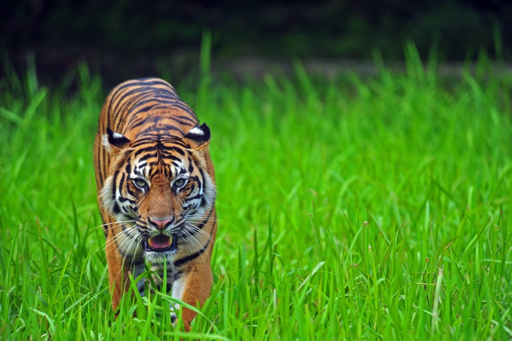 13 Ciri ciri Harimau Sumatera yang Unik Namun Terancam Punah
