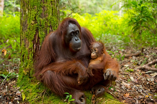 Orang Utan Kalimantan, Primata Arboreal yang Amat Dilindungi