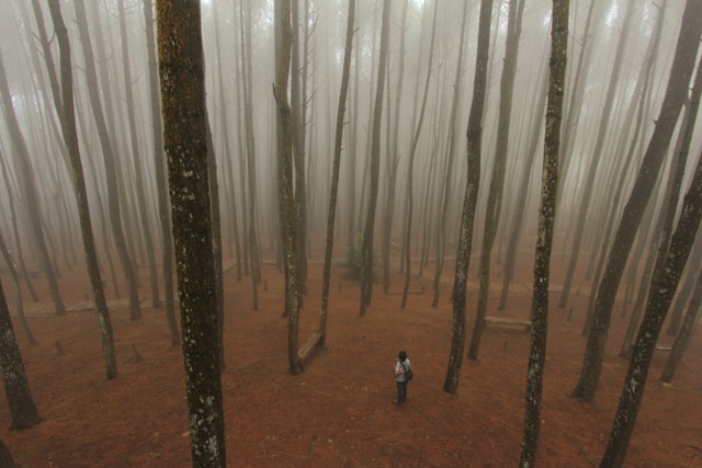 7 Hutan Wisata di Indonesia, Alternatif Tempat Liburan Seru!